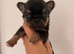 Extremely tiny black tri male chihuahua