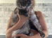Female and male mainecoon