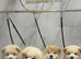 Chunky Chow Chow Pups Home Raised, Ready Soon