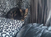 Stunning chocolate charcoal bengal