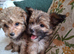 Toy poodle x Papillon, vet checked and 1st vacination