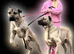 Stunning turkish kangal available for stud