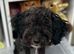 Toy poodle girl