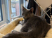 Female Russian blue kitten