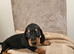 Miniture Dachshund puppies