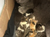 British shorthair kittens