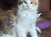 Beautiful Mainecoons kittens