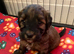 Gorgeous Jackappoo puppies