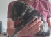 Puppies