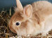 Lionhead baby rabbits