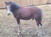 Welsh section c bay colt foal