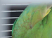 Ringneck- Alex female cross breed