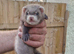 2 Hob kits ferrets for sale