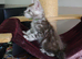 6 stunning Mainecoon