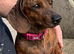 Red brindle mini dachshund rare