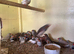 2026 zebra finches