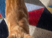 2 kittens 1 black and 1 ginger both male
