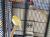 Baby canary