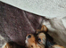 Beautiful Little Yorkie Boy **Ready Now**