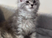 Wonderful Maine Coon kittens from titled GCCF parents