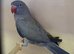 Violet Blue Indian Ringneck Hen for sale