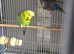 Pair of budgies