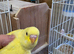 Gorgeous Baby Budgies.
