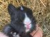 Baby black and white doe for reserving