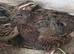Corturnix Quail