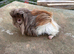 Beautiful long haired Piggys to reserve