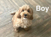 Beatrice litter of apricot cockapoo girls and boys