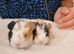 Bonded pair of young female guinea pigs.