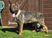 Beautiful sable german shepherd female
