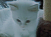Rehome Full Stunning Ragdoll
