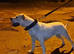 American bulldog female available