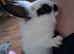 Lionhead mix babies.