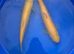 Albino Grass carp