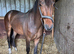 3yo registered new forest