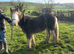 blagdon filly tgca registered
