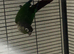 Conure (read entire description )