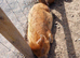 Kune Kune Pigs