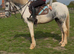 15hh 6yo Irish Mare