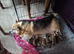 Pembrokeshire Welsh Corgi puppies