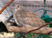 Diamond Dove