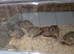 Beautiful Quails For Sale