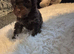 2 male toy poodles