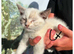 Last 2 kittens