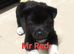 American Akita puppies