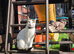 Female cat in Wembley
