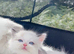 Beautiful pure ragdoll kittens